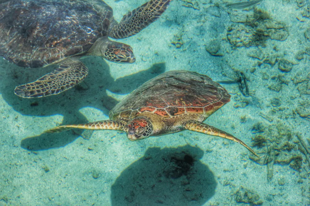 Best Time to Visit Zanzibar (2026): A Month-by-Month Guide